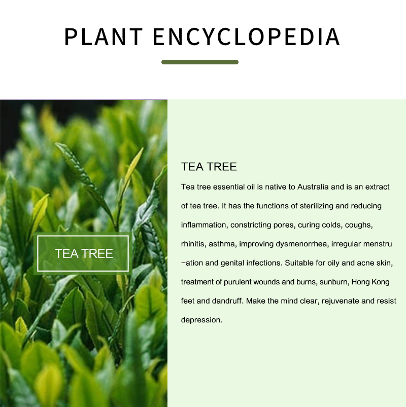 100% reinen Tee Baum Ätherisch – Herbal Wellness Tea Bewertung und Preis